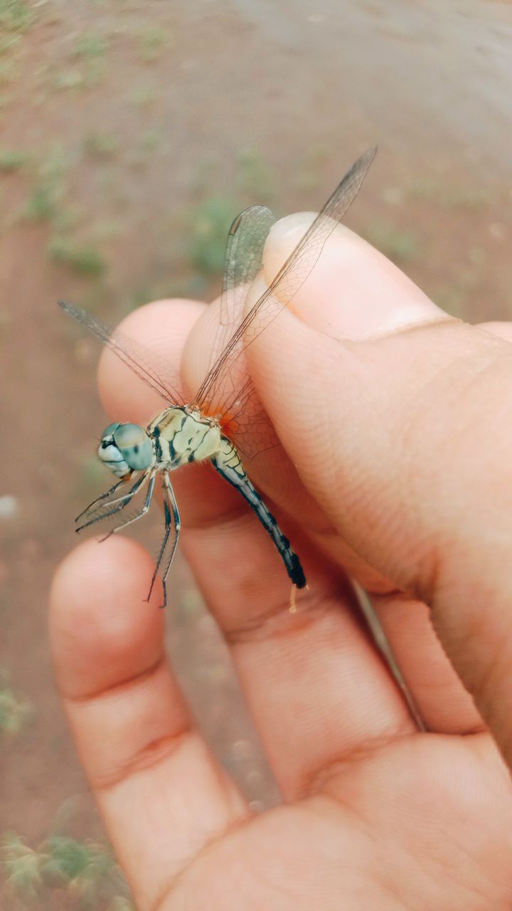 dragonflies