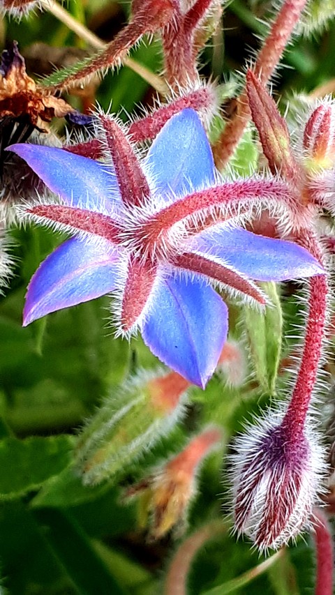 flower from beneath