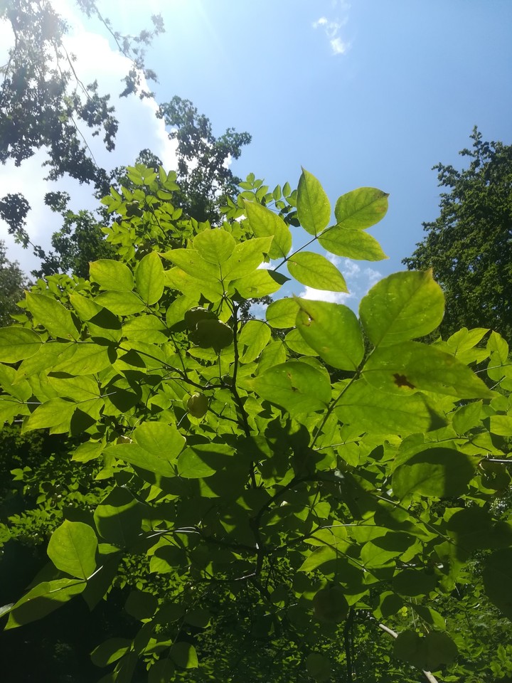 Nature