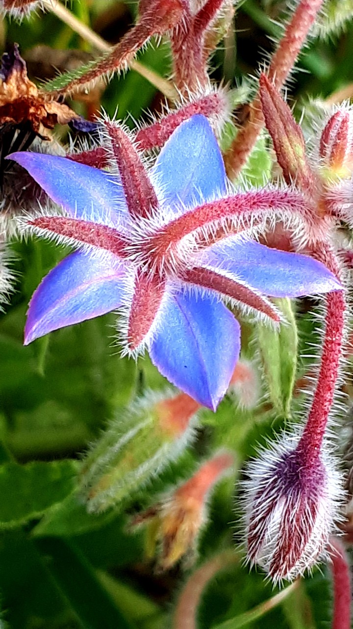 flower from beneath