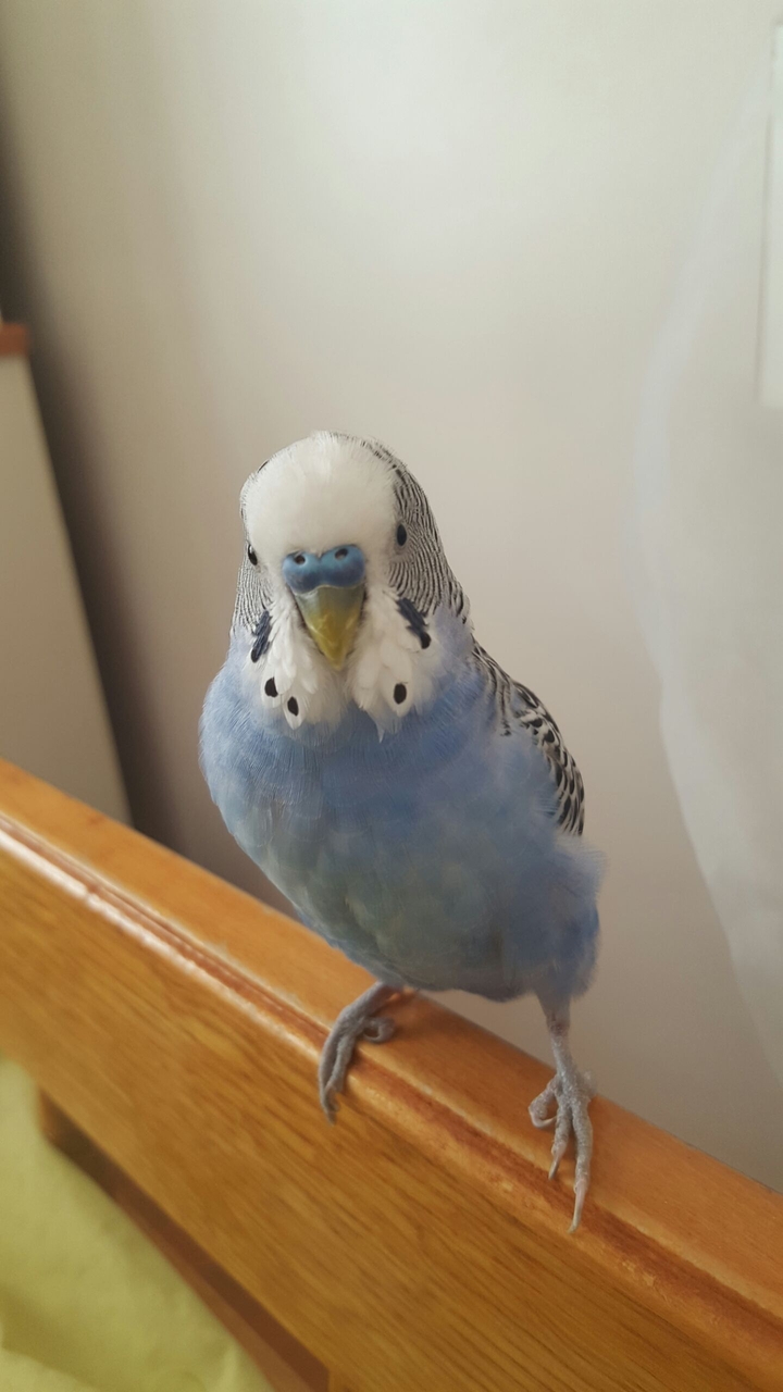 Bird
