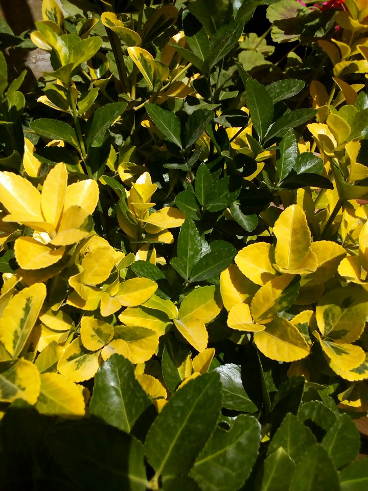 leaves