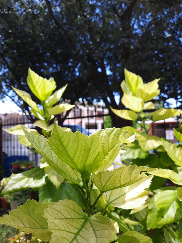 verde vida