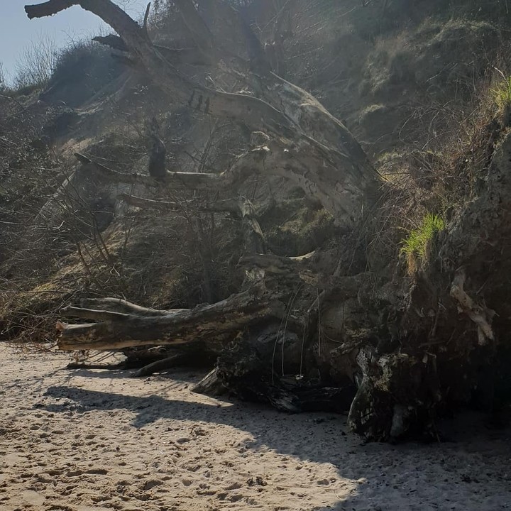 Wurzel am Strand