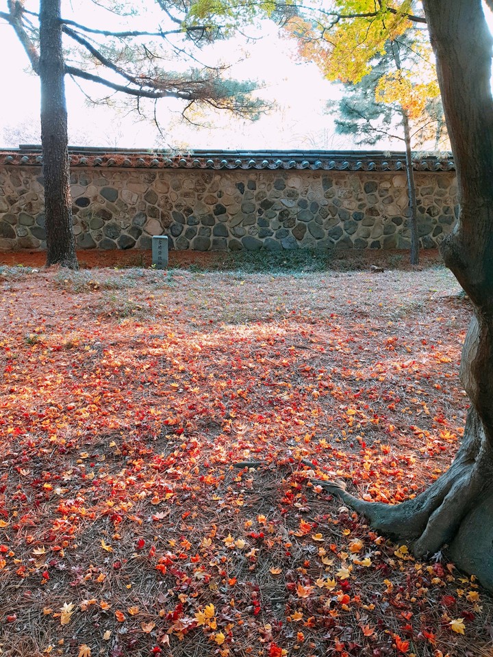 Maple