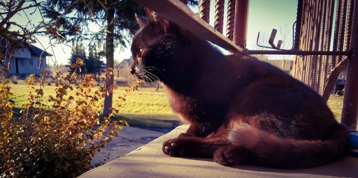 A Dark Cat
