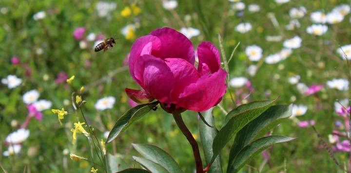 #meadow