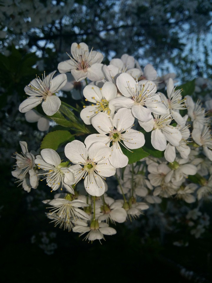 The scent of spring