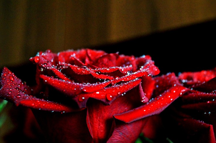rose