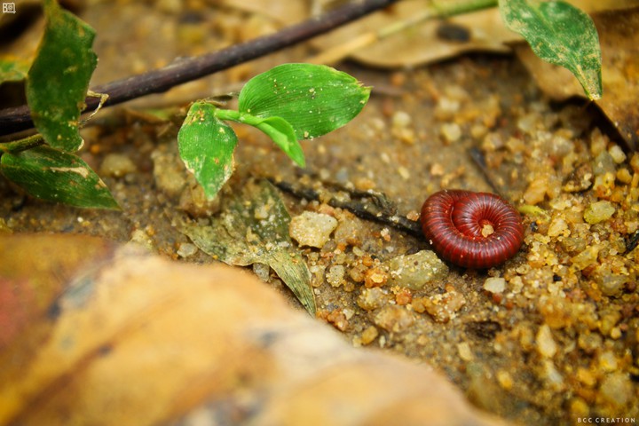 photography