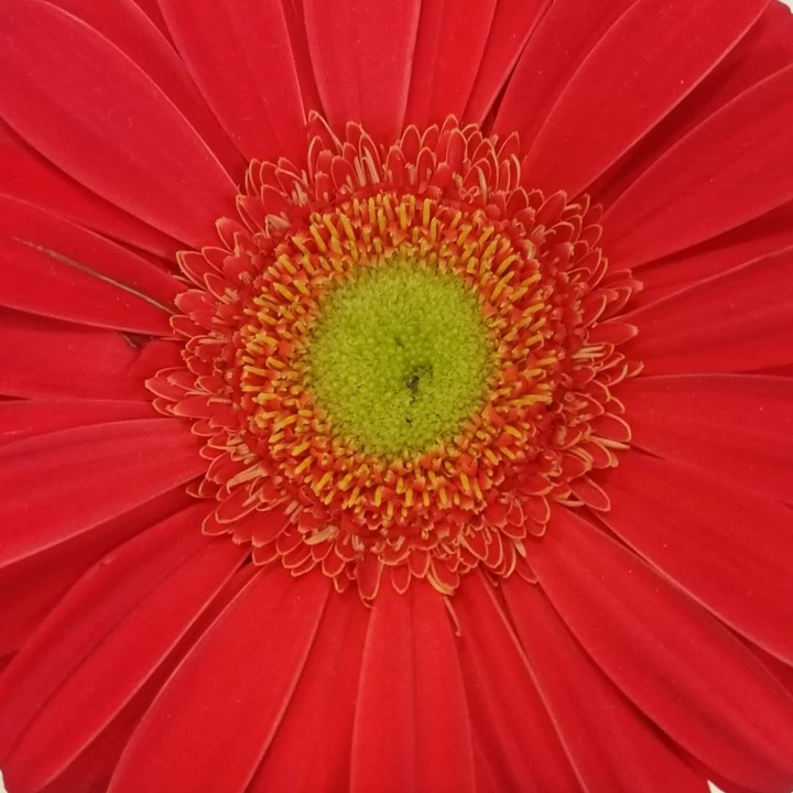 My favorite flower