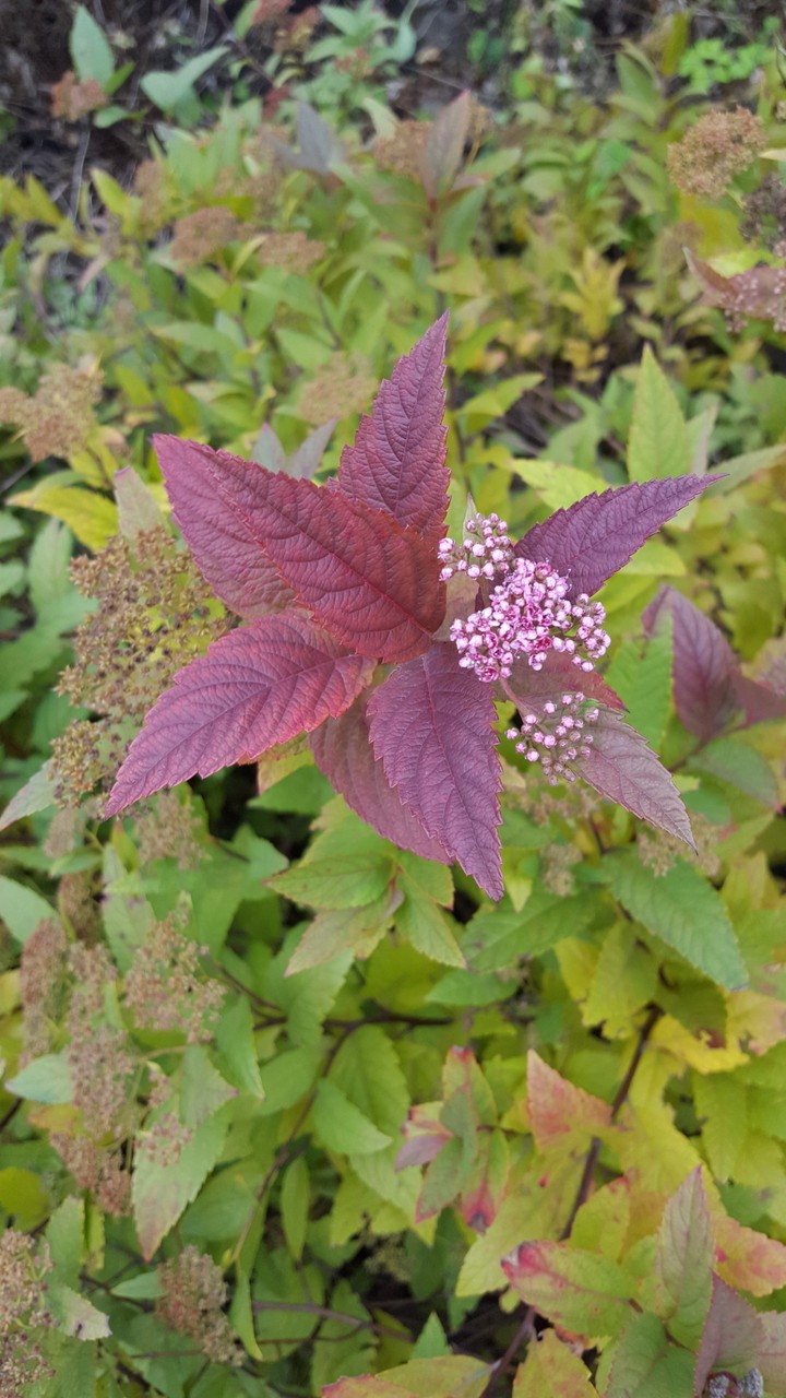 Autumn leafs