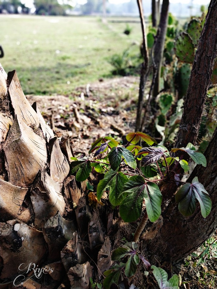 leaves