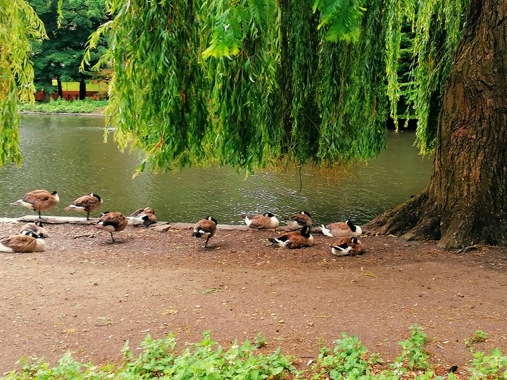 ducks