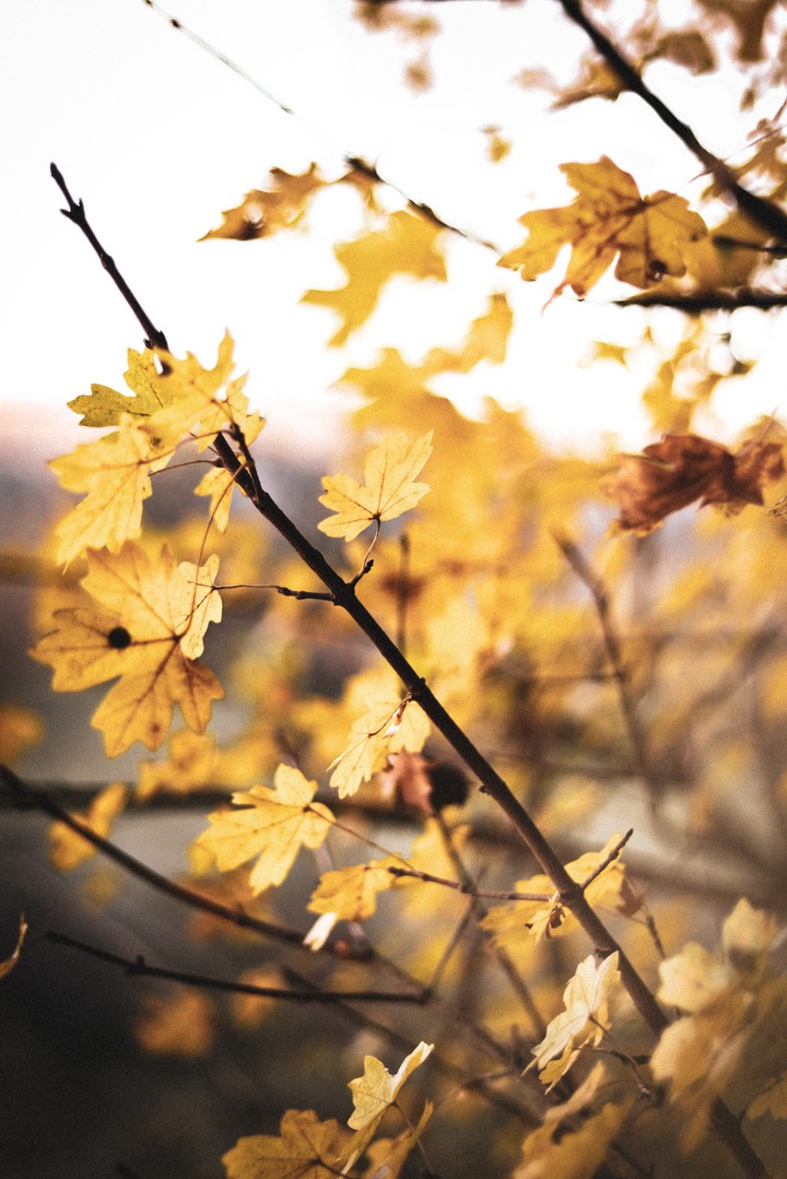 Leaves ?