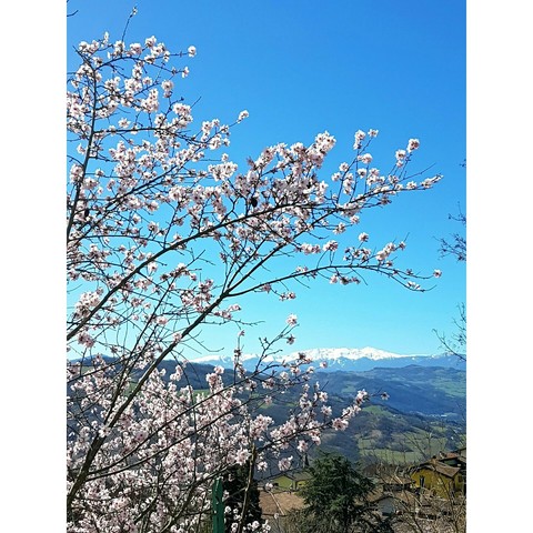 cherrytree