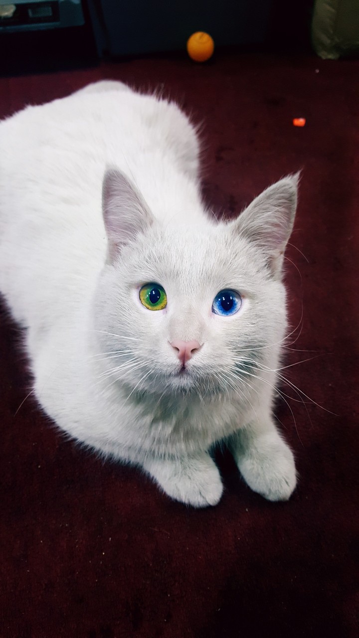 THE VAN CAT