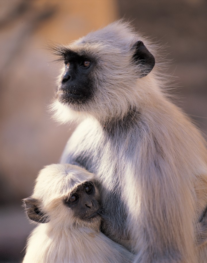 동물