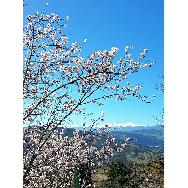 cherrytree