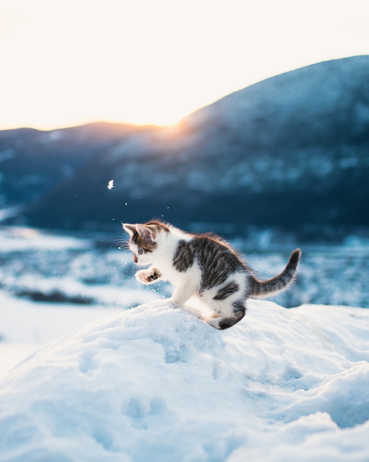 Cat and snow
