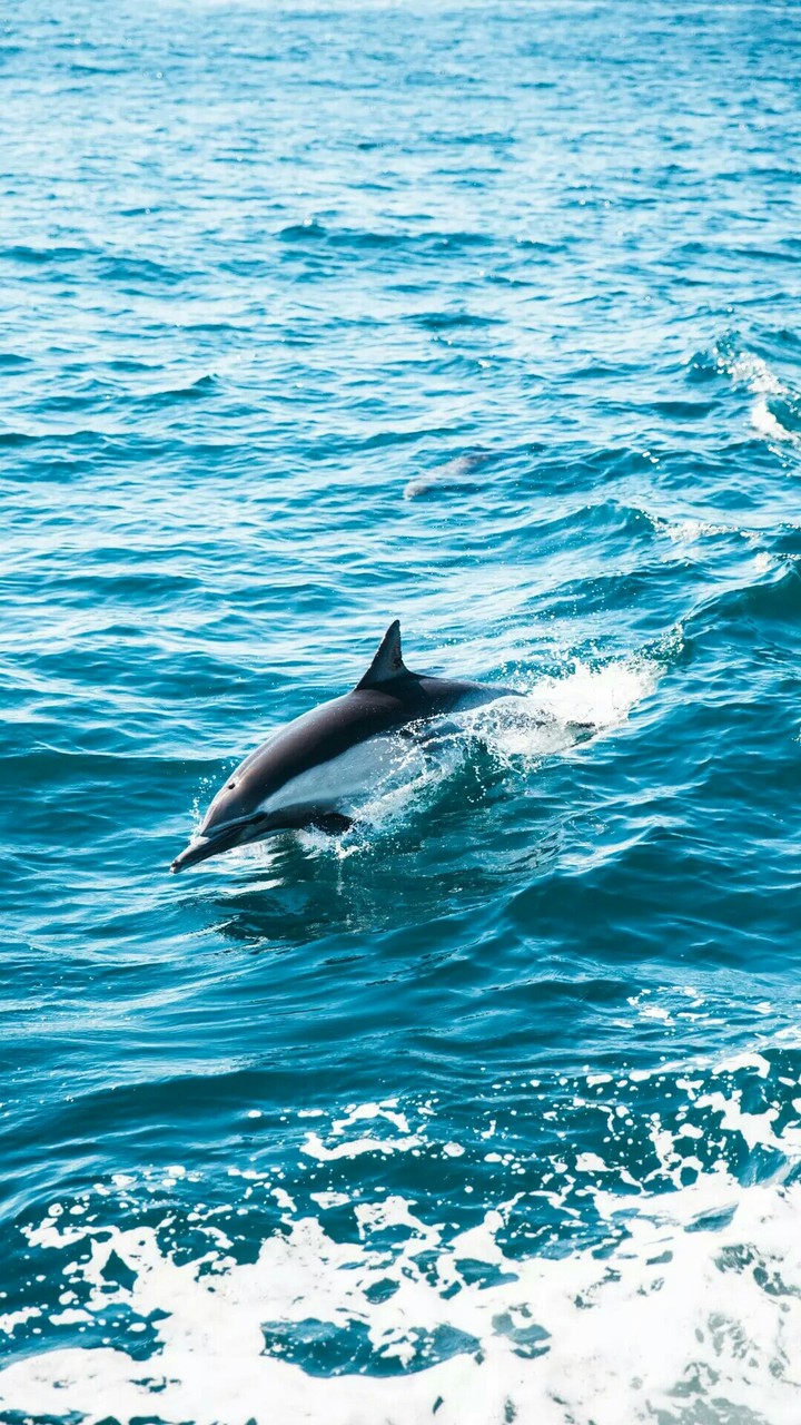 dolphin