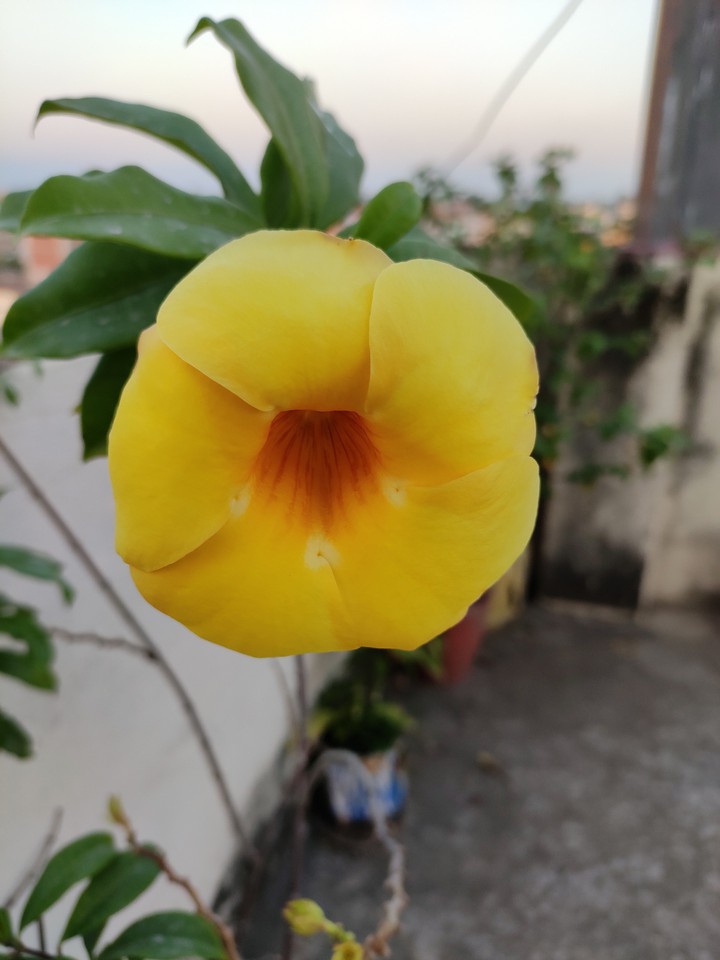 Golden Trumpet