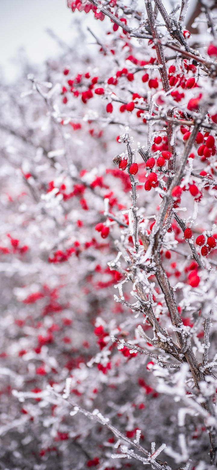 Frozen branches
