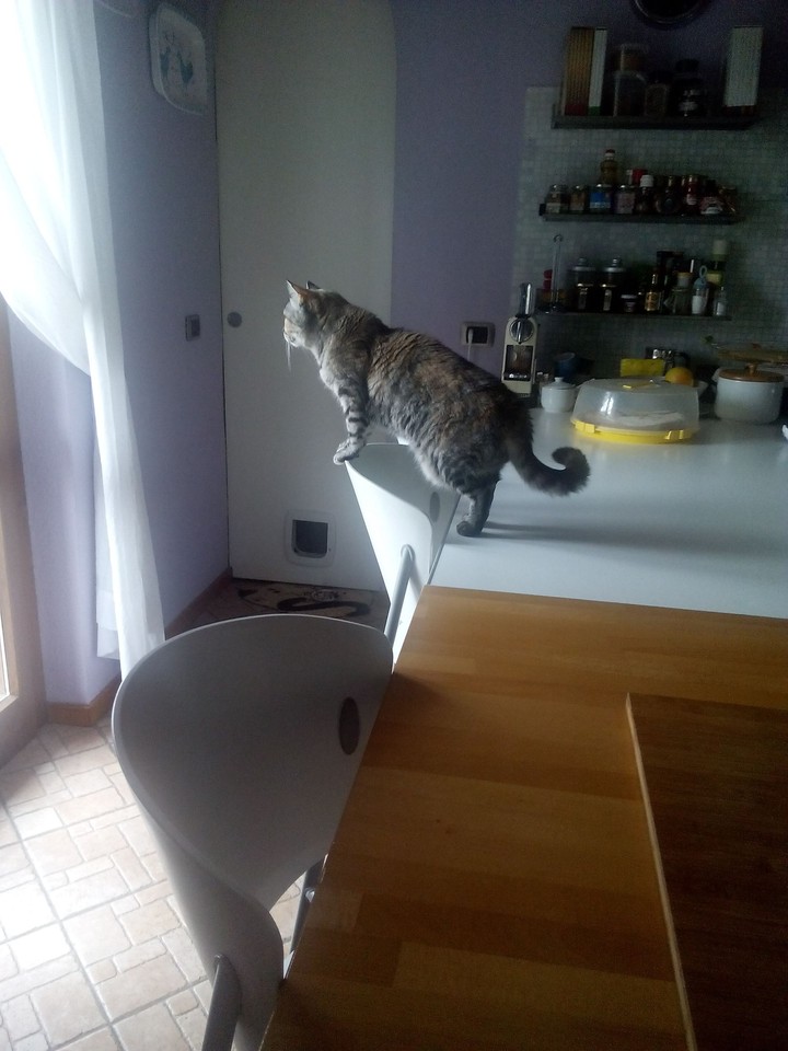 Funny Cat