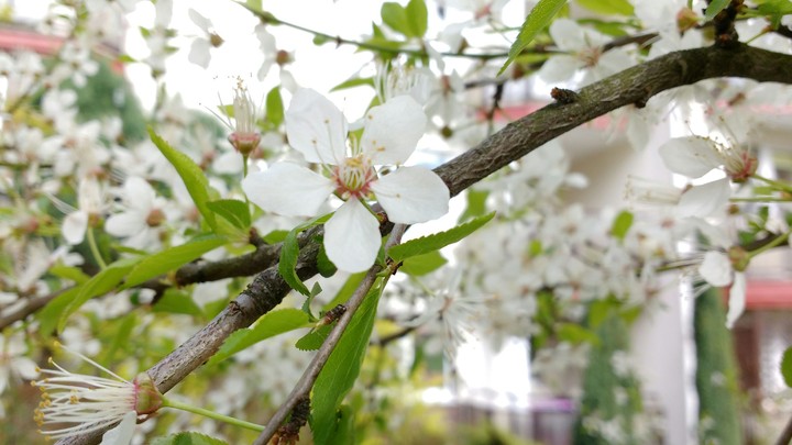 White flowers