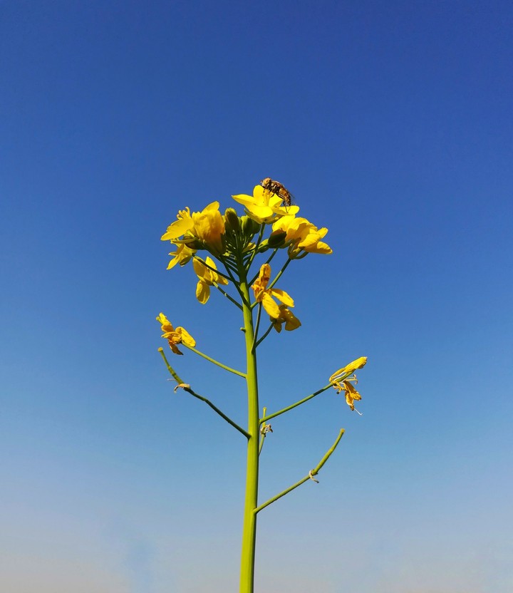 Mustard Flower