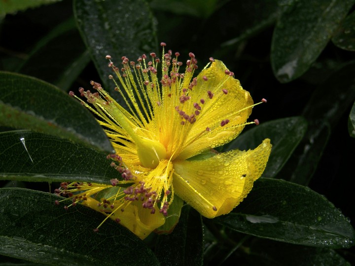 Flower