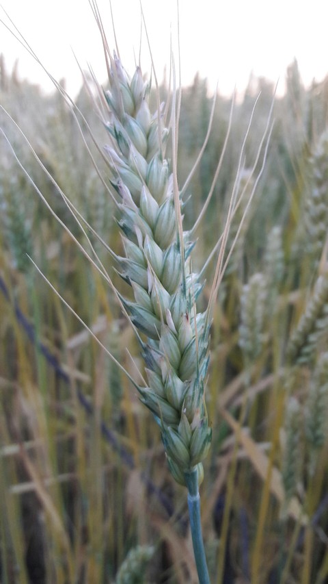 Wheat