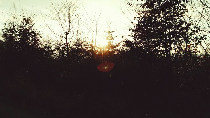 Trees