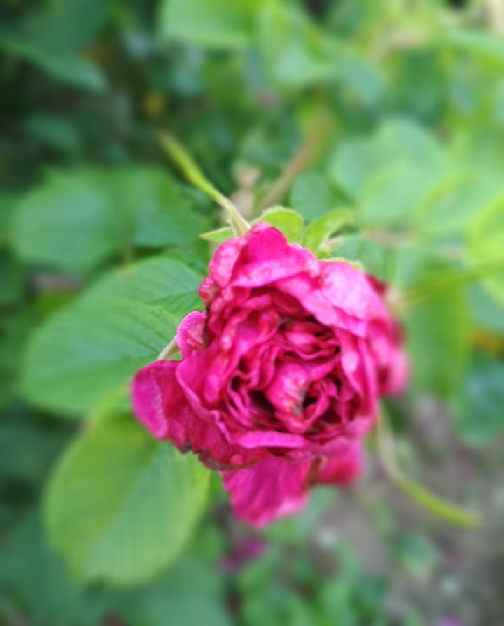 pinki roses