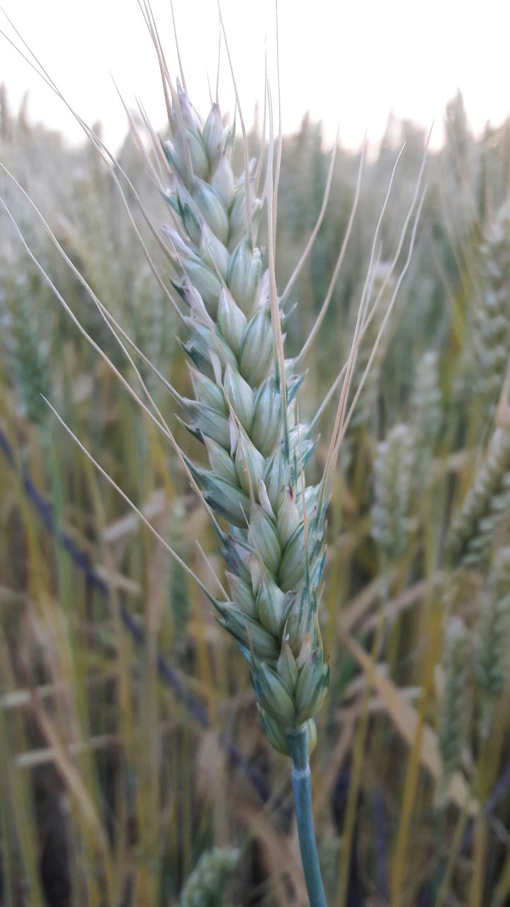 Wheat
