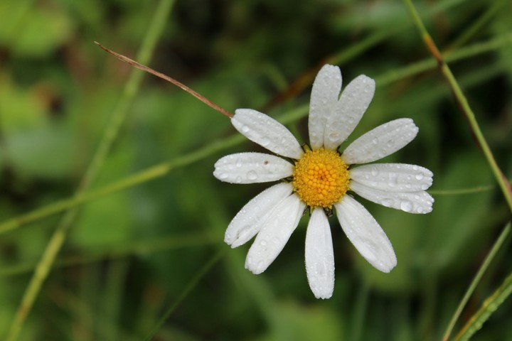 little daisy