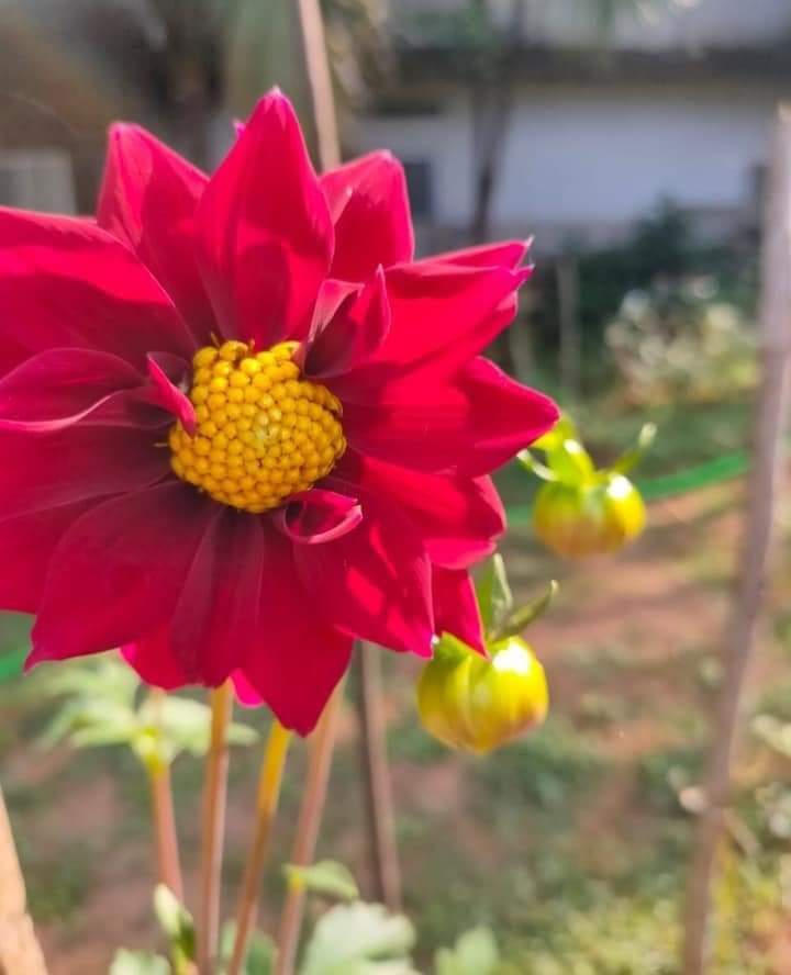 Kannada