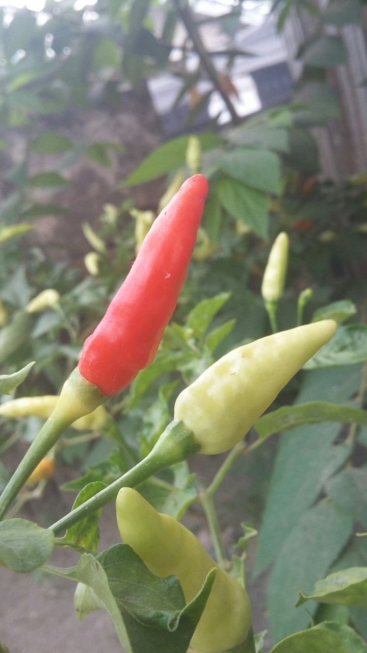 chili