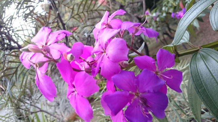 flor