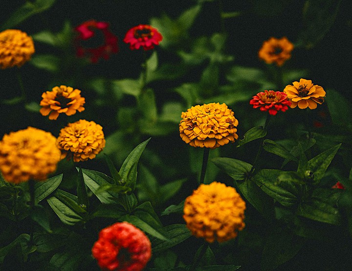Flowers