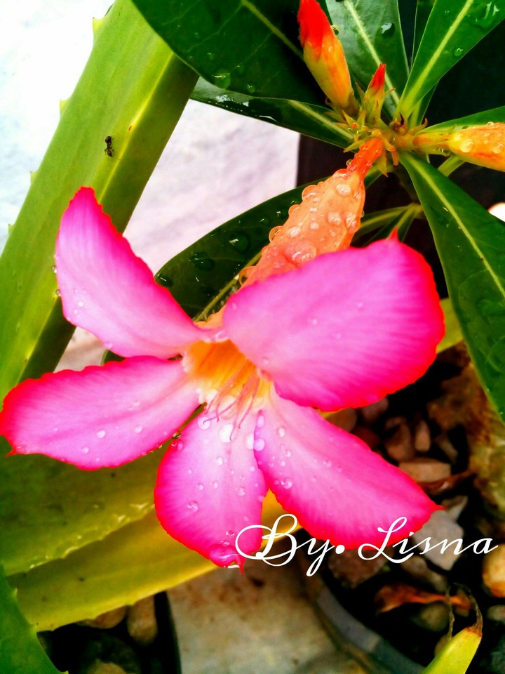 Kamboja flower