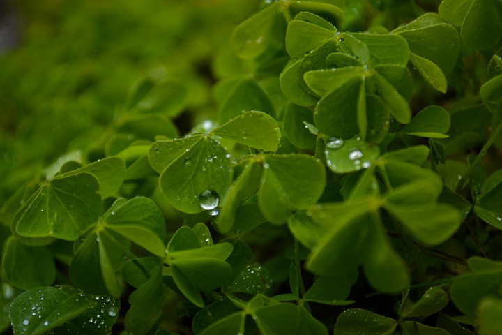 ☘️