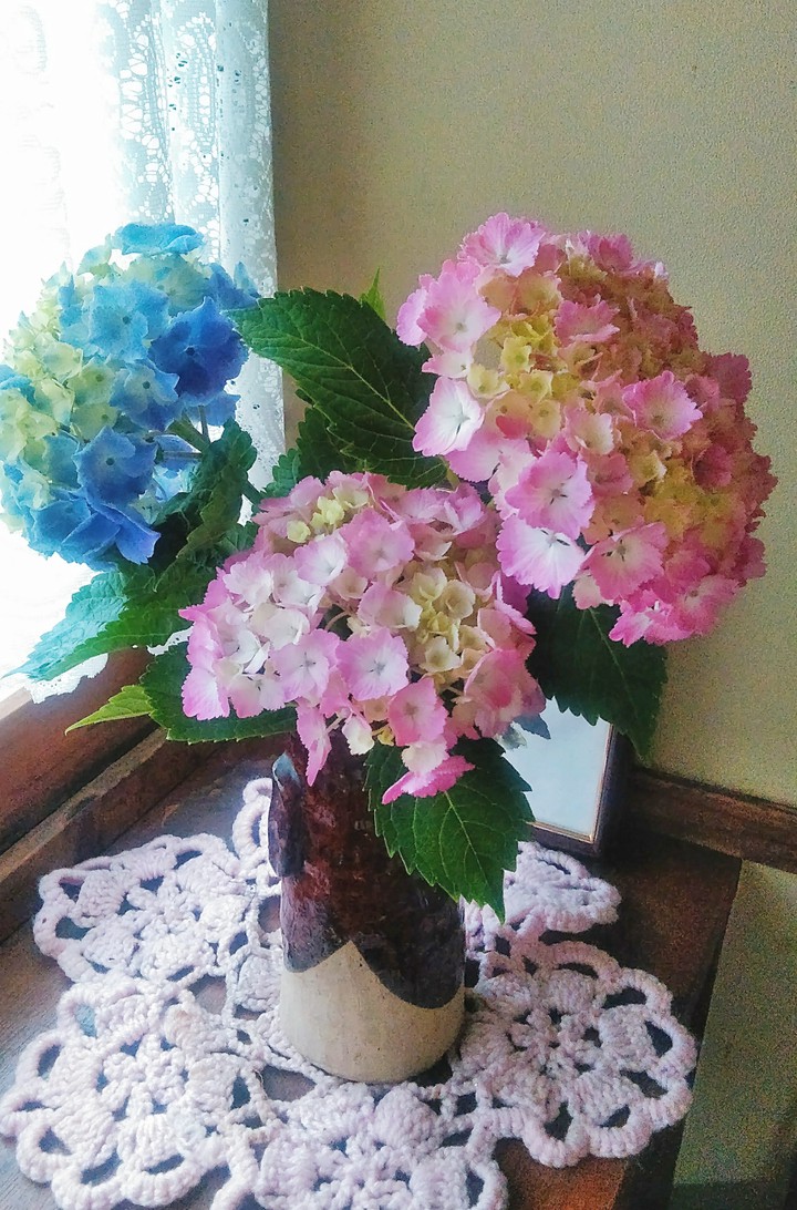 hydrangea