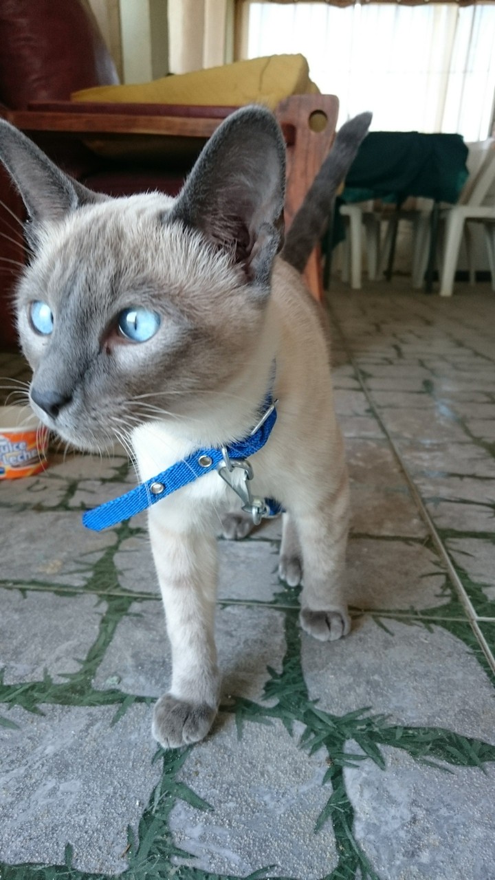 cat