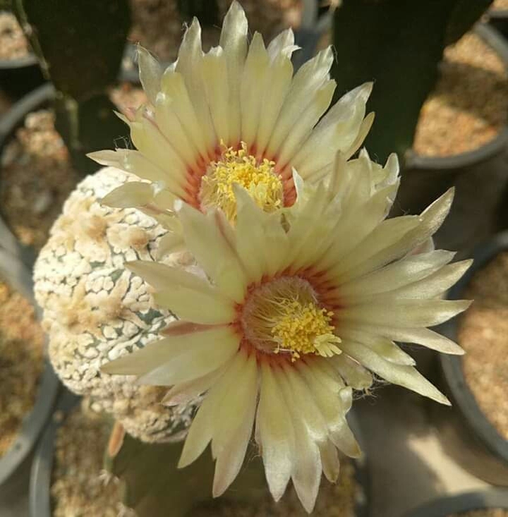 Cactus