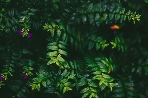 fern, phyllanthaceae वॉलपेपर