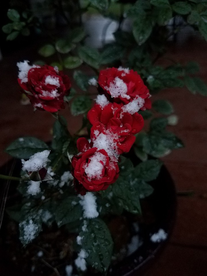 Snowy Rose