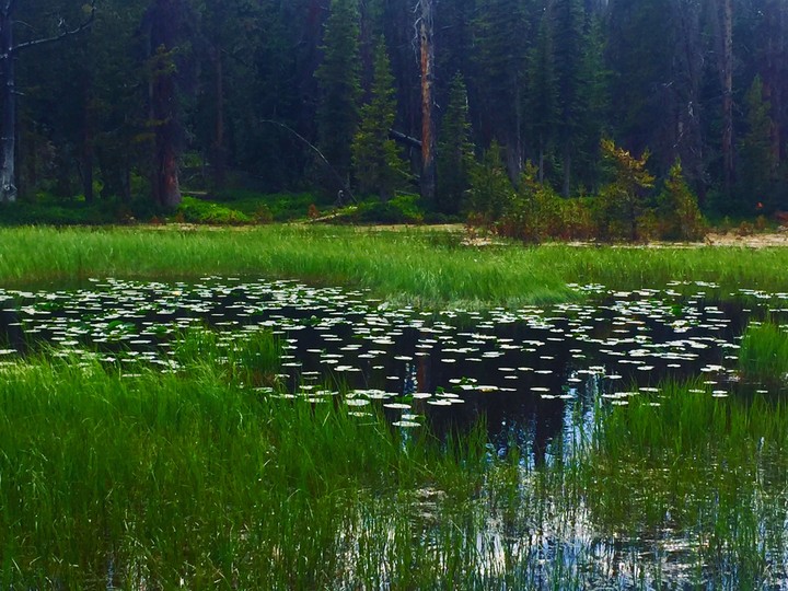 The Marshes