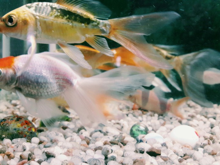 Fish