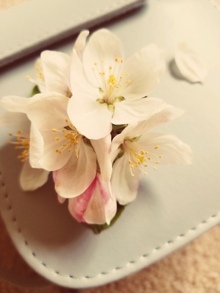 blossoms in bloom